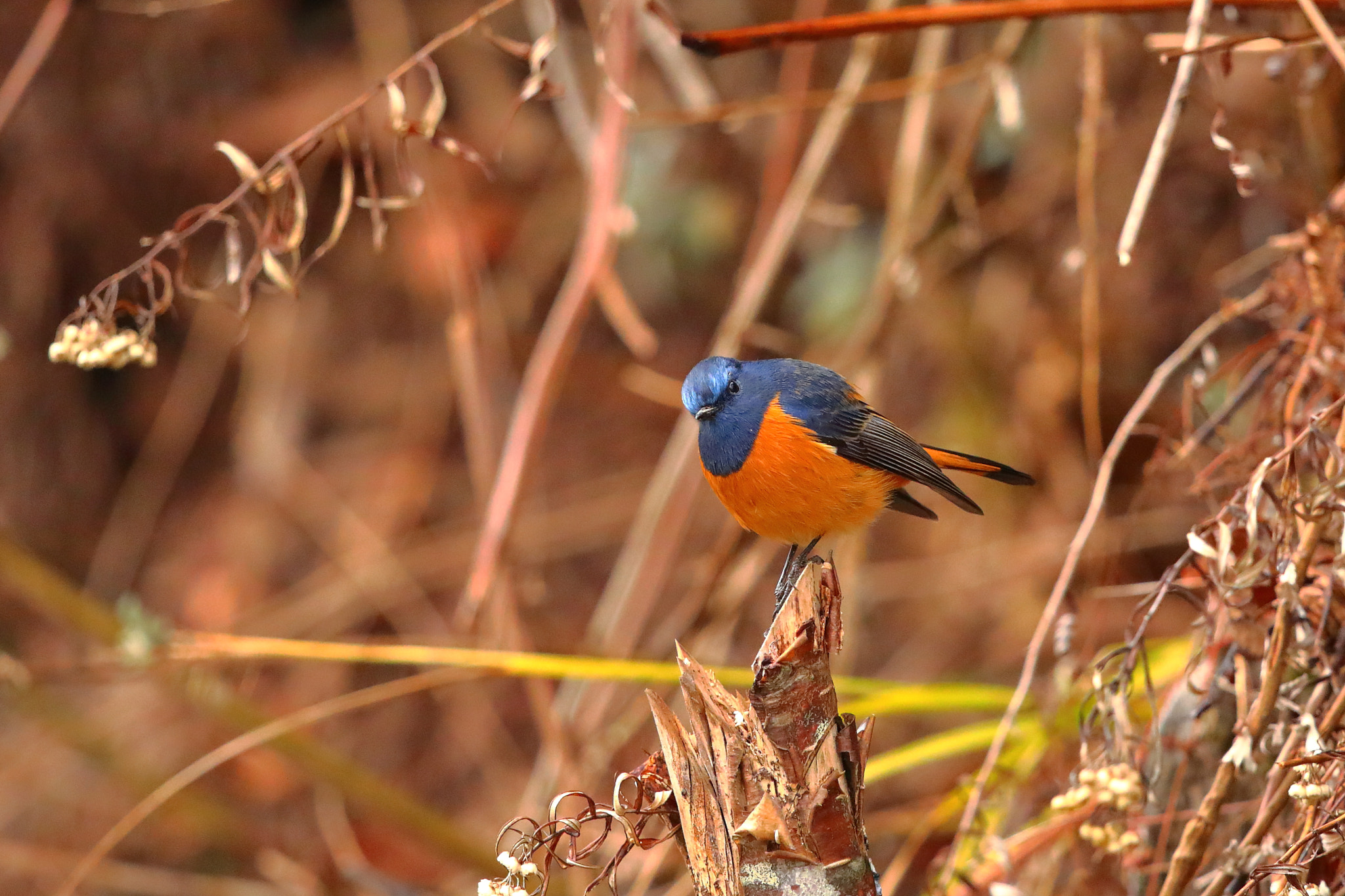 Canon EF 500mm F4L IS II USM sample photo. Eaglenest bird sanctuary, india photography