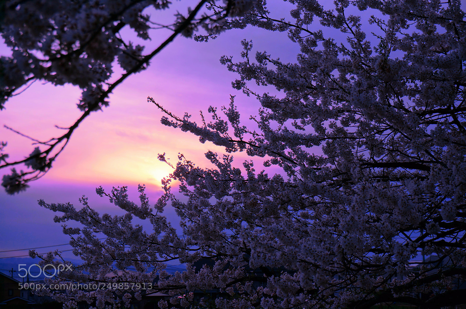 Sony Alpha NEX-6 sample photo. Sakuran photography