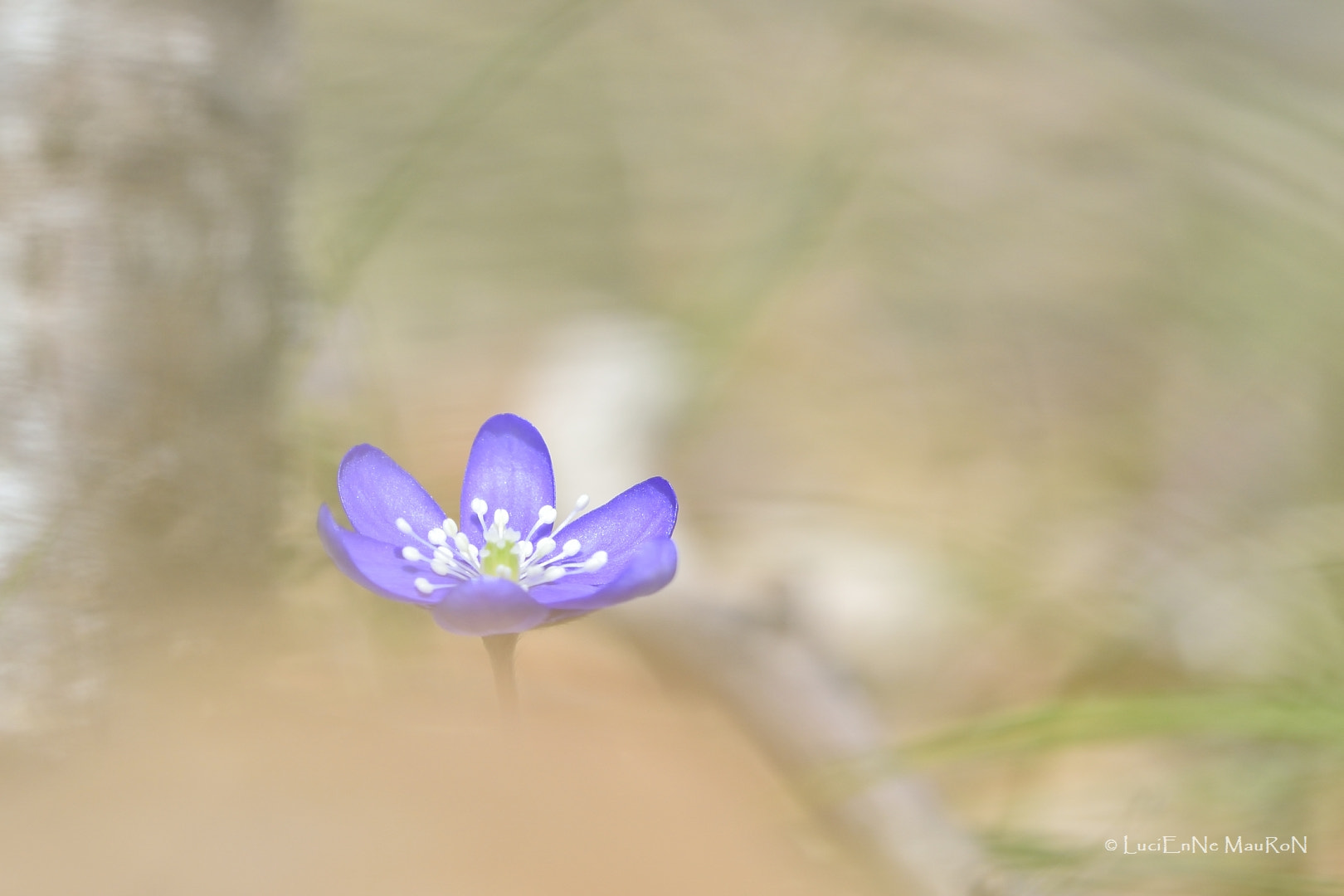 Nikon D5300 sample photo. Douceur en sous-bois photography