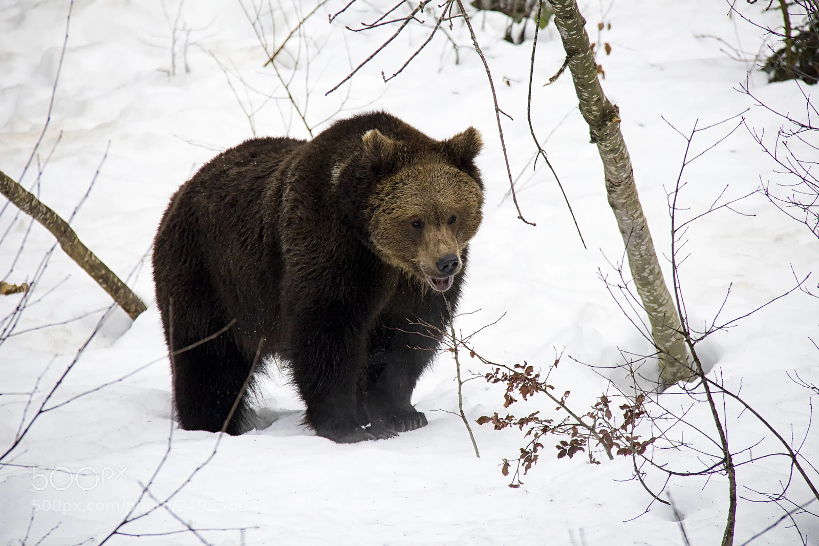 Canon EOS 550D (EOS Rebel T2i / EOS Kiss X4) sample photo. Brown bear photography