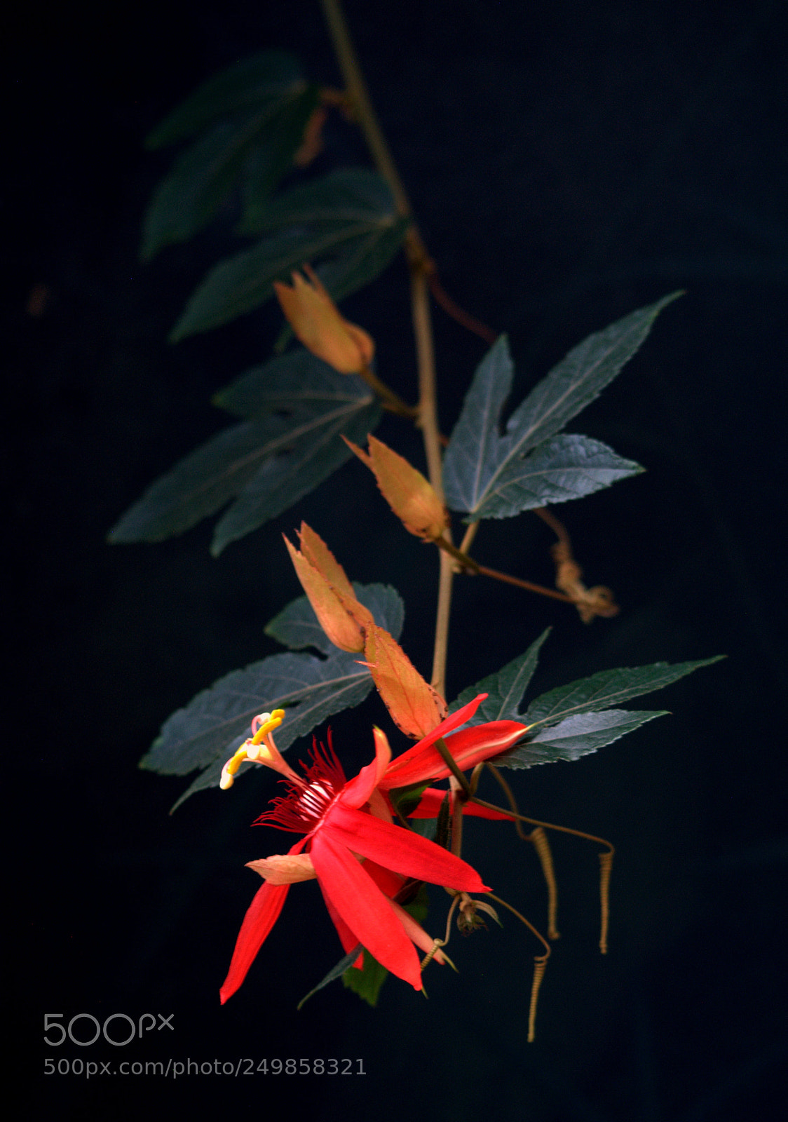 Nikon D3000 sample photo. Passionfruit flower photography