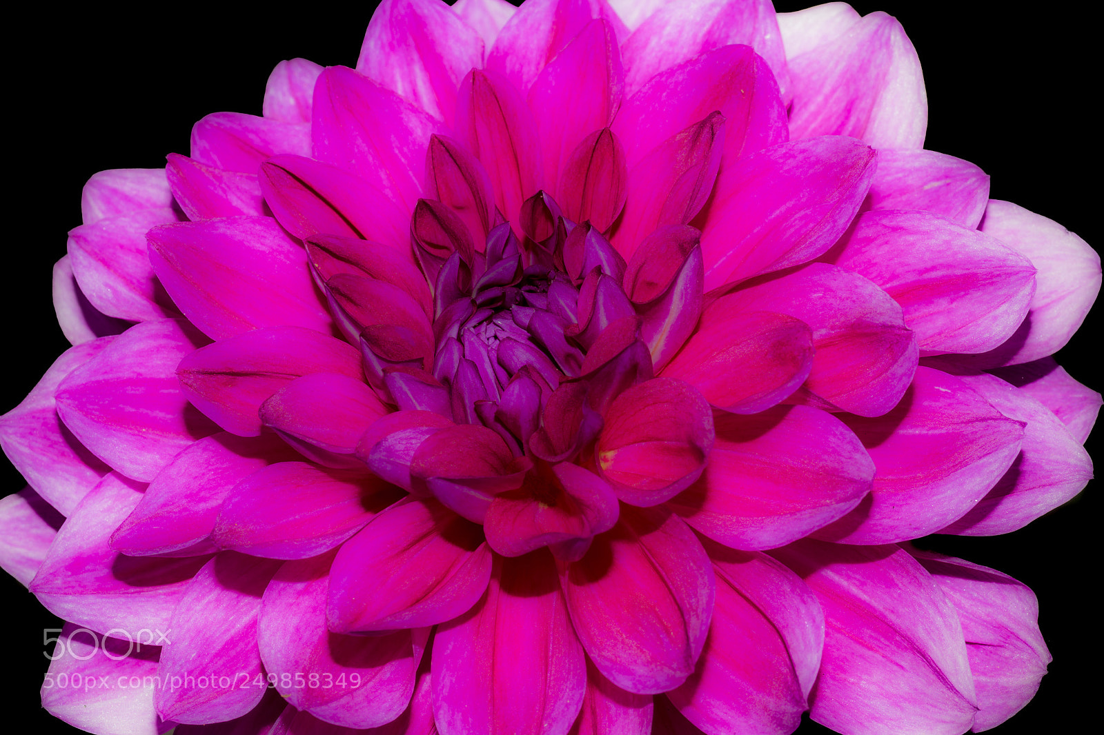 Nikon D5300 sample photo. Petals - chrysanthemum photography