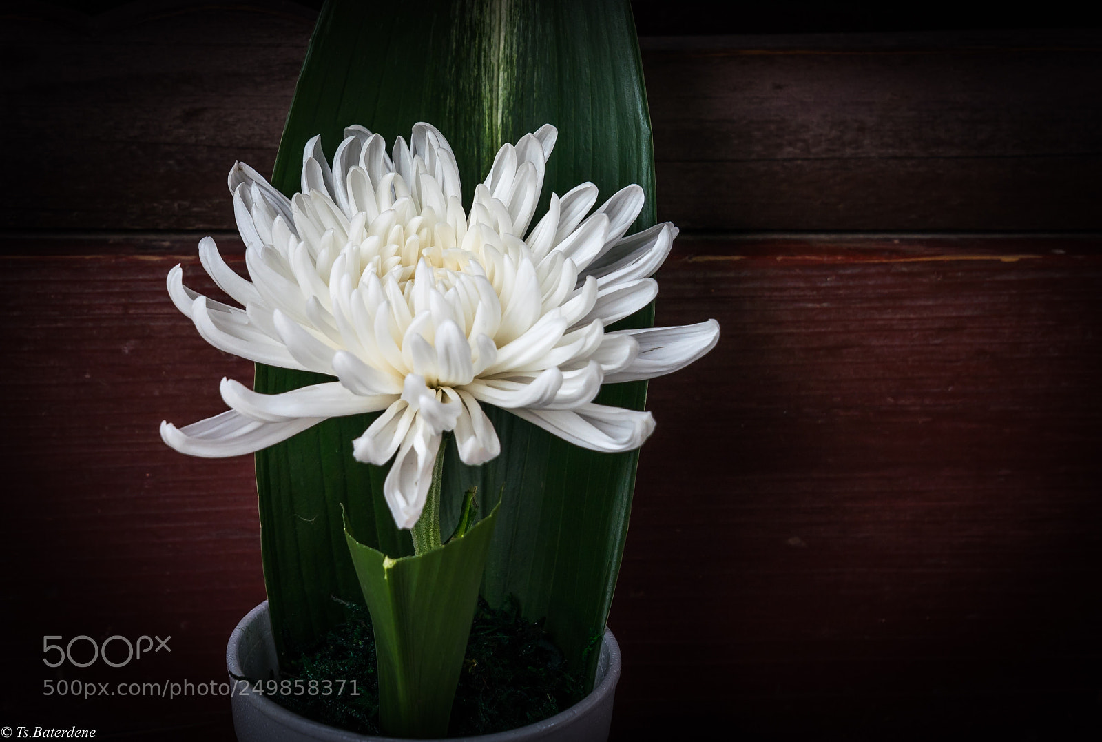 Sony a9 sample photo. Beauty photography