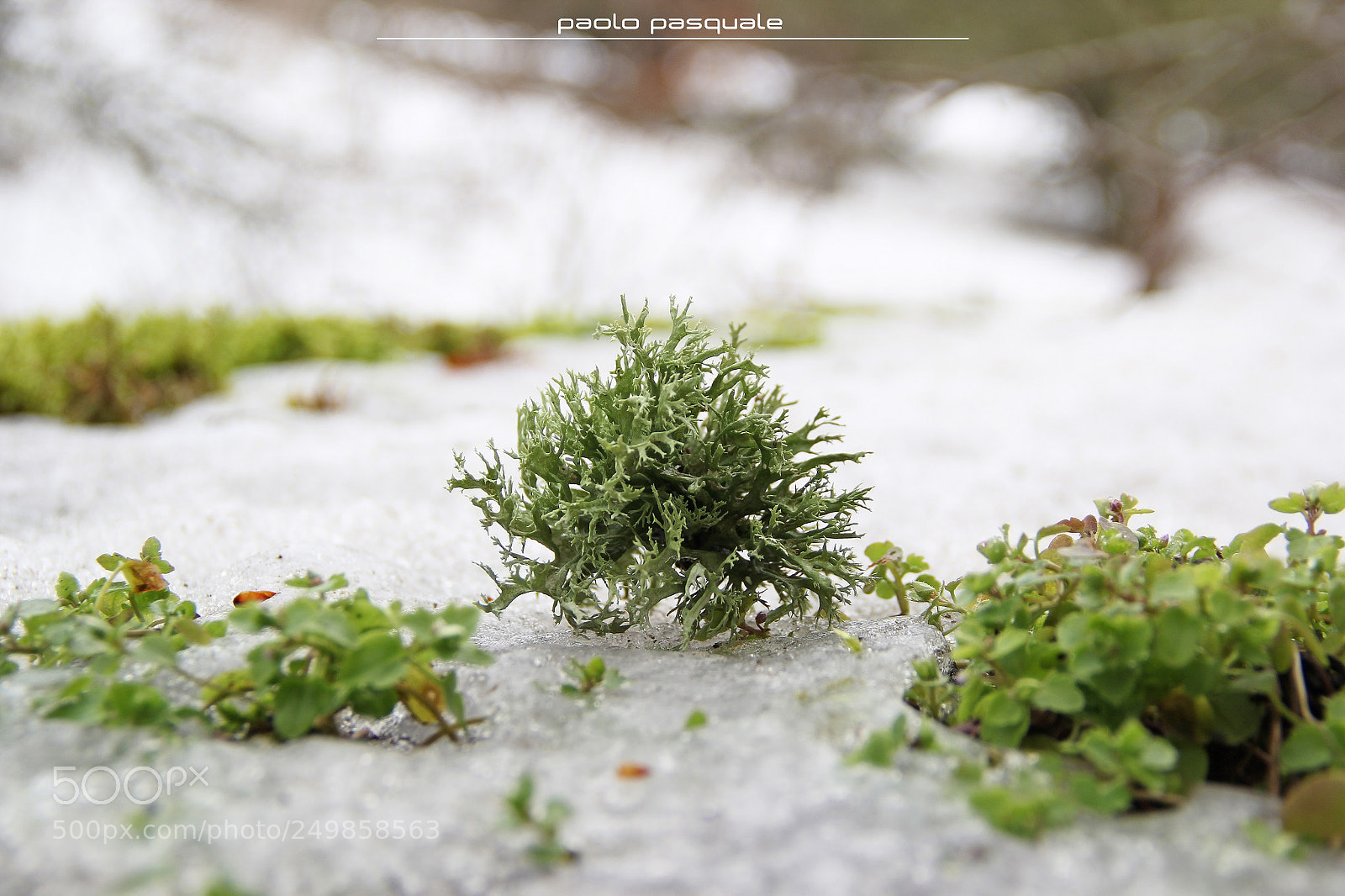 Canon EOS 60D sample photo. Lichen photography