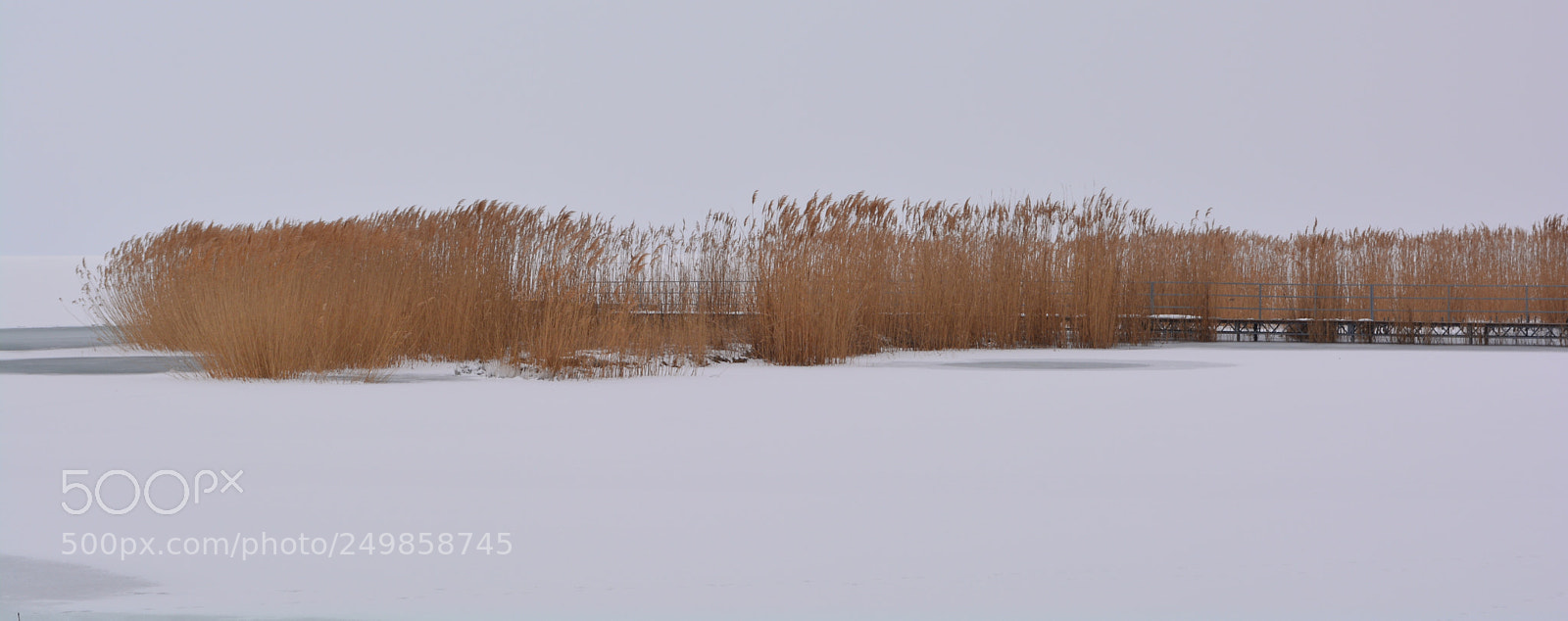Nikon D5200 sample photo. Winter reeds photography