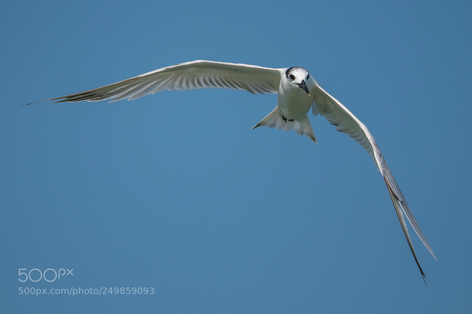 Nikon D500 sample photo. As swift as an photography