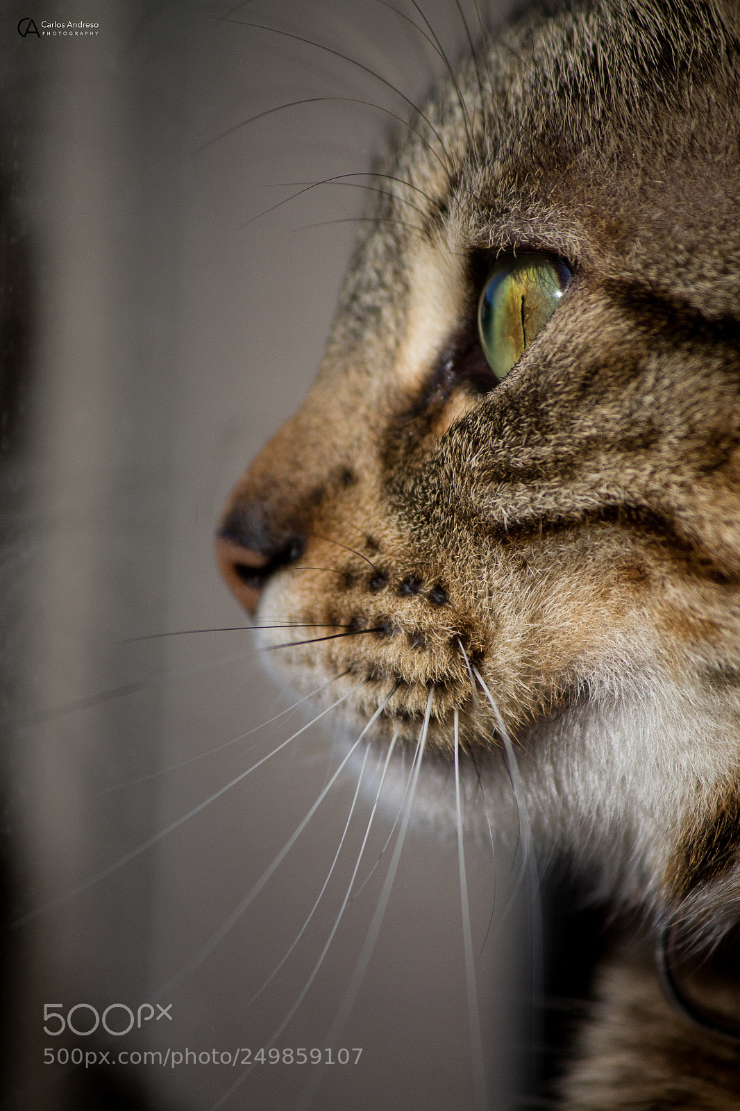 Canon EOS 1100D (EOS Rebel T3 / EOS Kiss X50) sample photo. Cat's cuteness photography