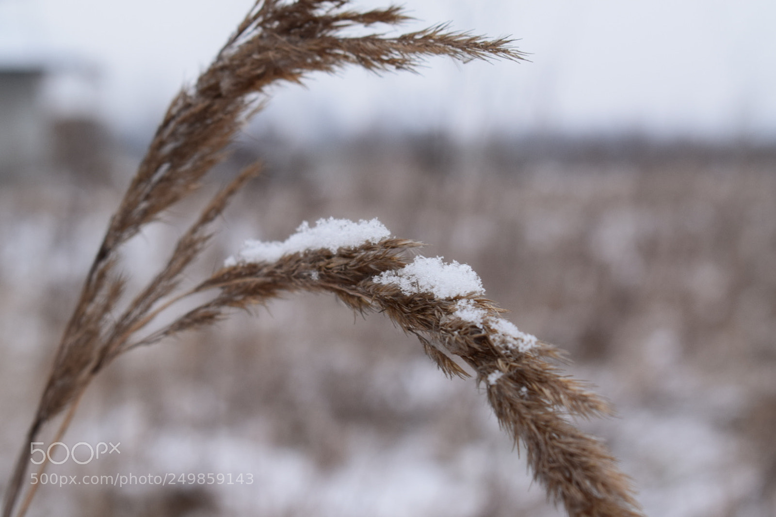 Nikon D5300 sample photo. Grain in winter photography