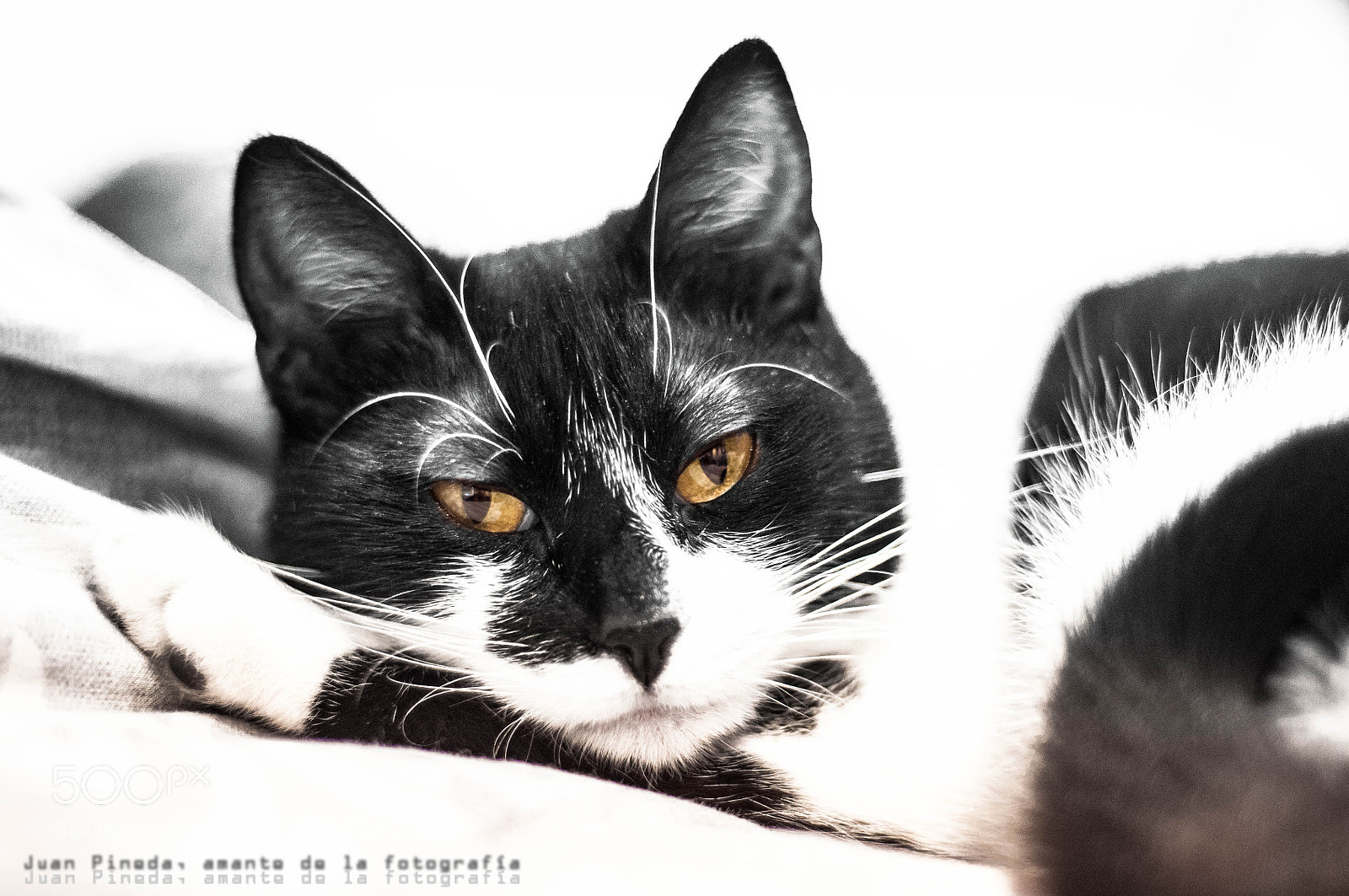 Nikon D90 sample photo. Morgana photography