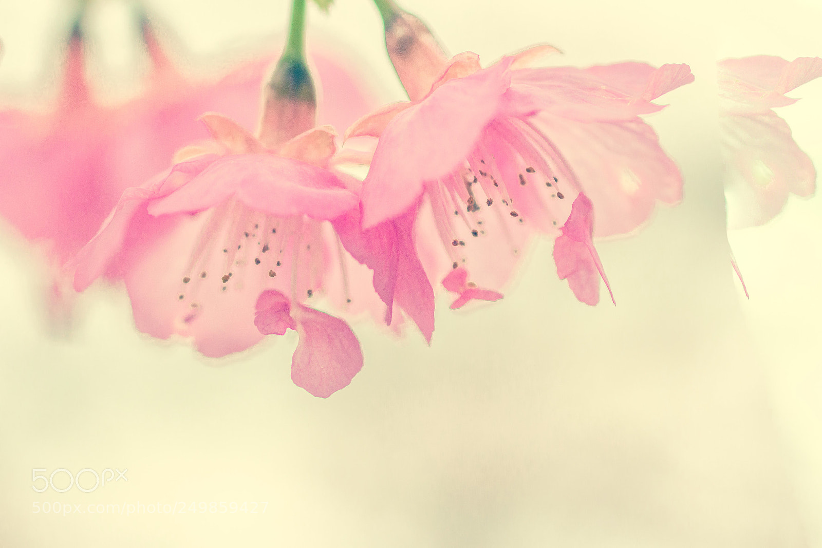 Canon EOS 60D sample photo. Sakura photography