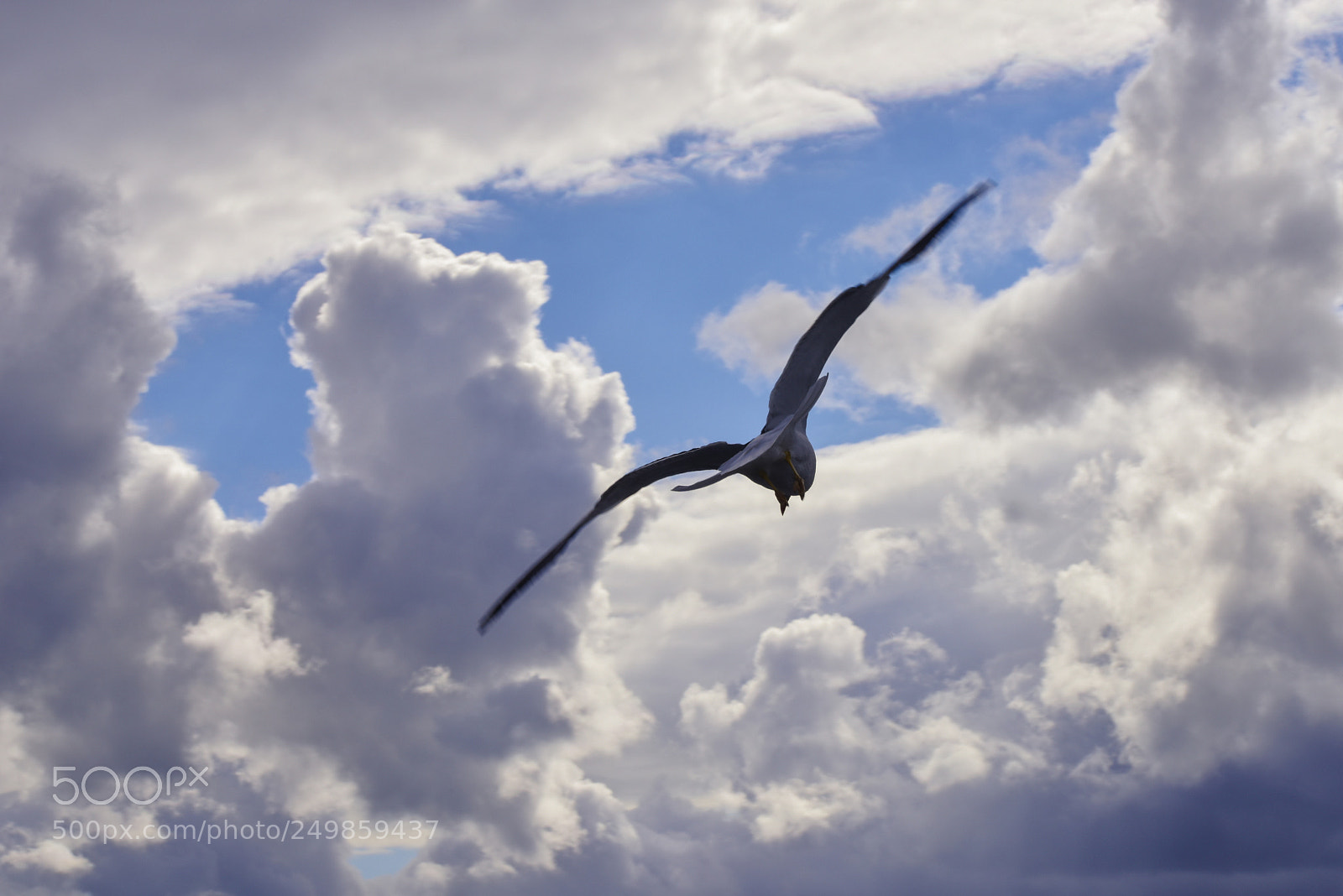 Nikon D810 sample photo. Stretch photography
