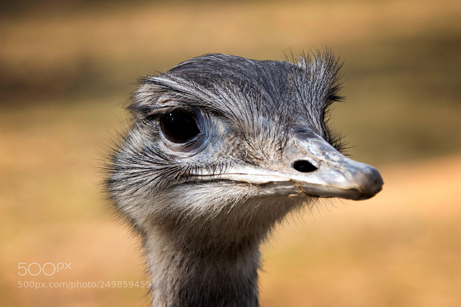 Canon EOS 80D sample photo. Emu photography