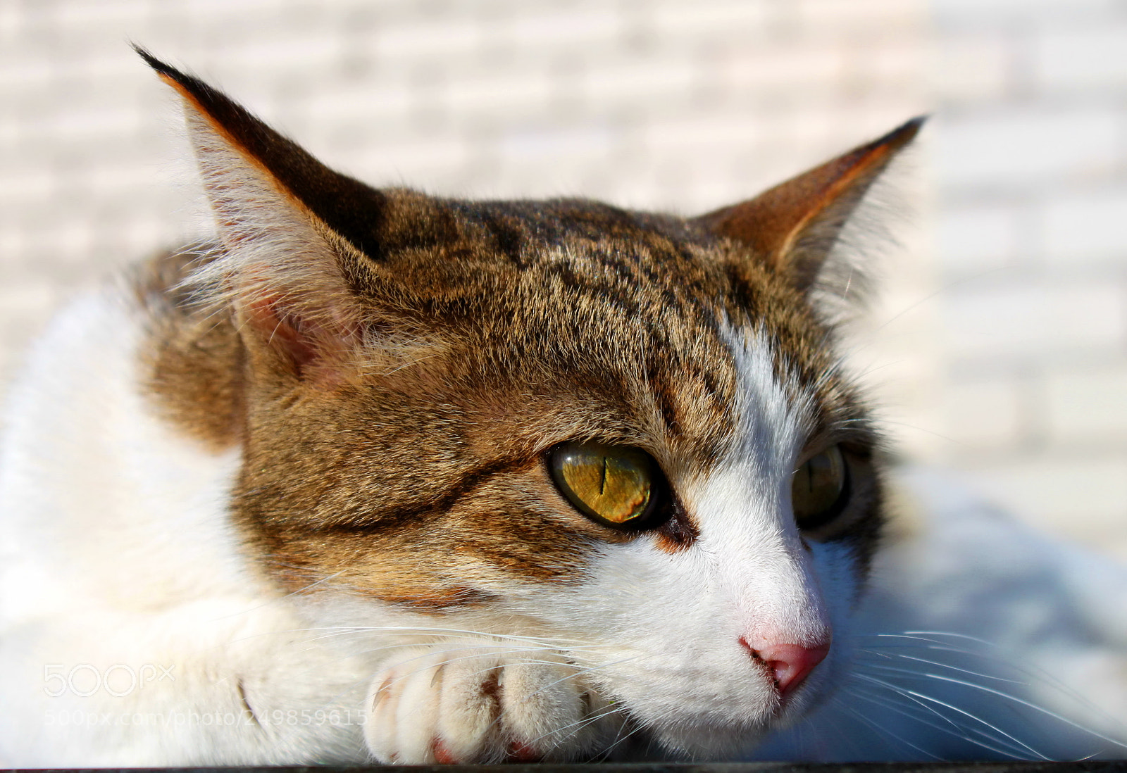 Canon EOS 500D (EOS Rebel T1i / EOS Kiss X3) sample photo. Красотка... photography