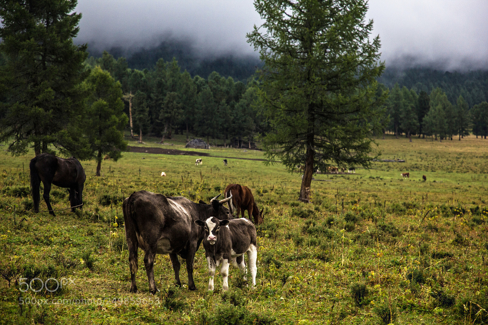Canon EOS 60D sample photo. Karakol lake cows photography