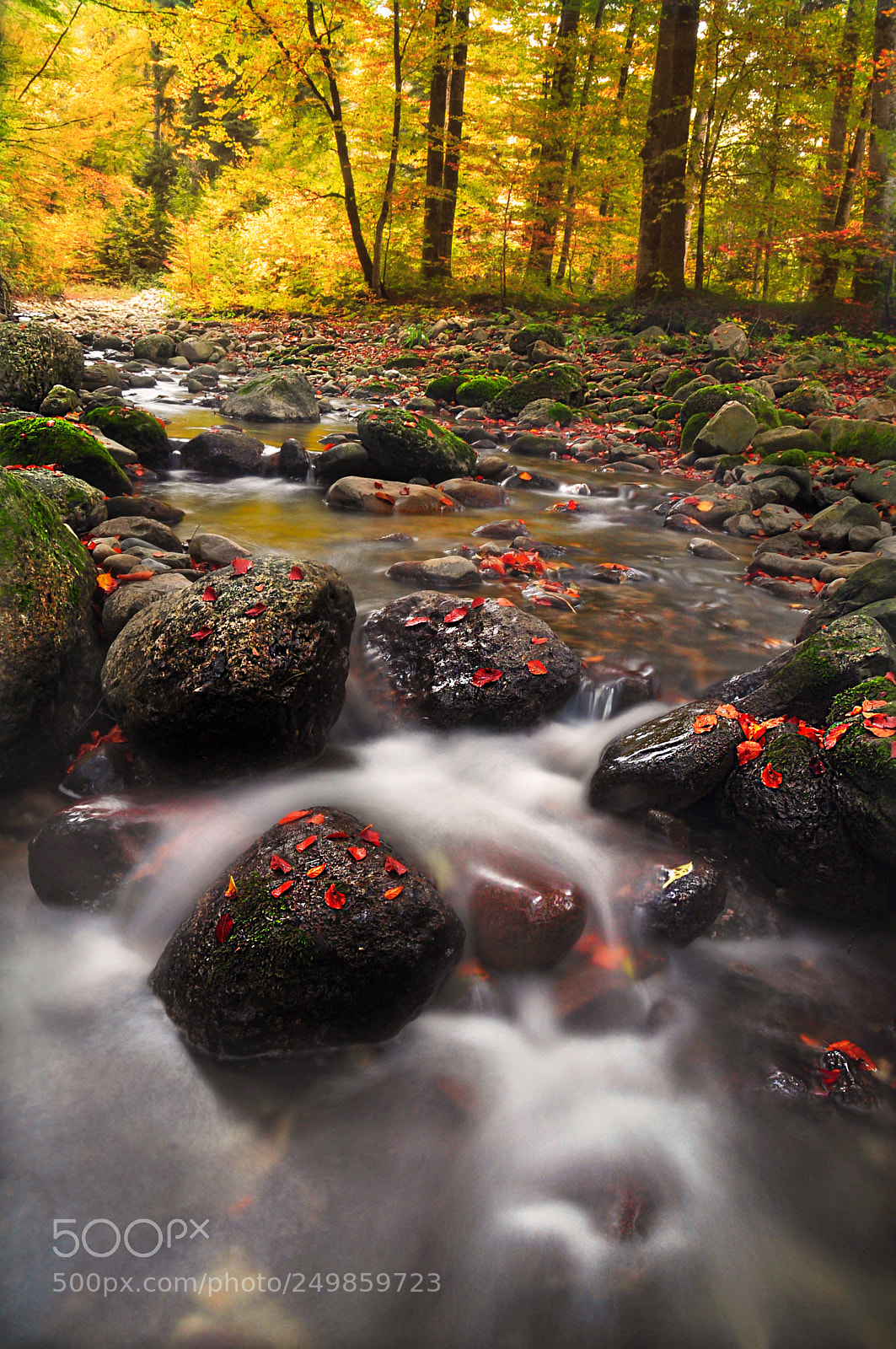 Nikon D5000 sample photo. Autumn story photography