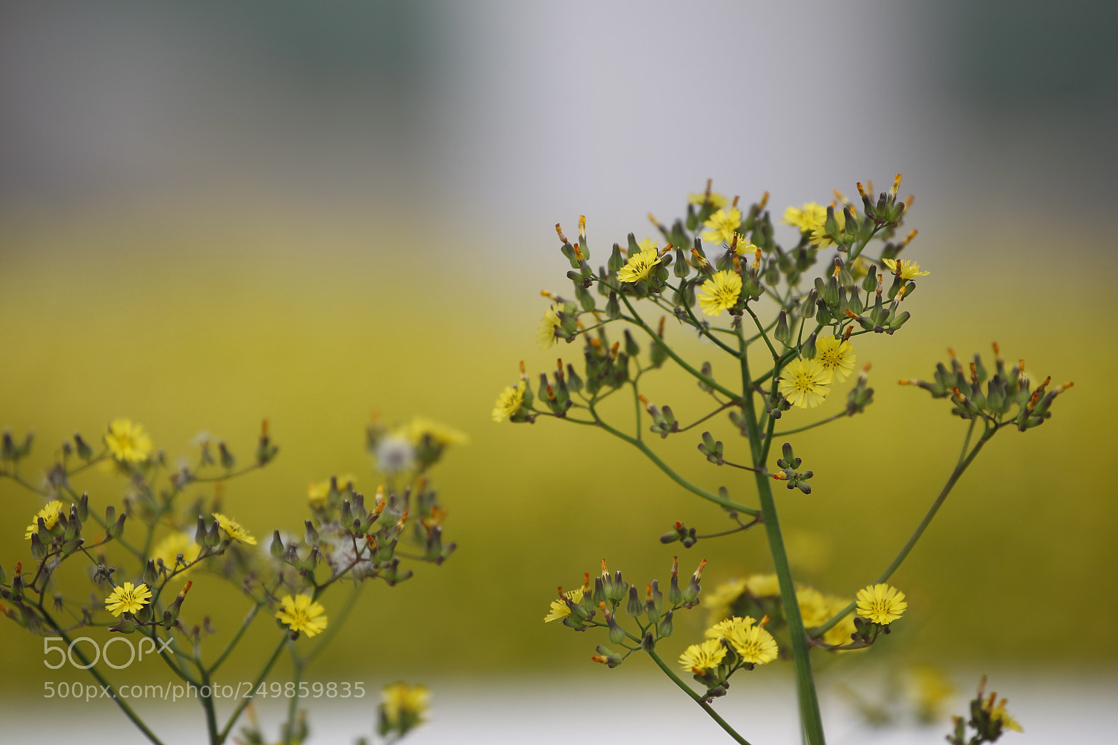 Canon EOS-1D Mark IV sample photo. Untitled photography
