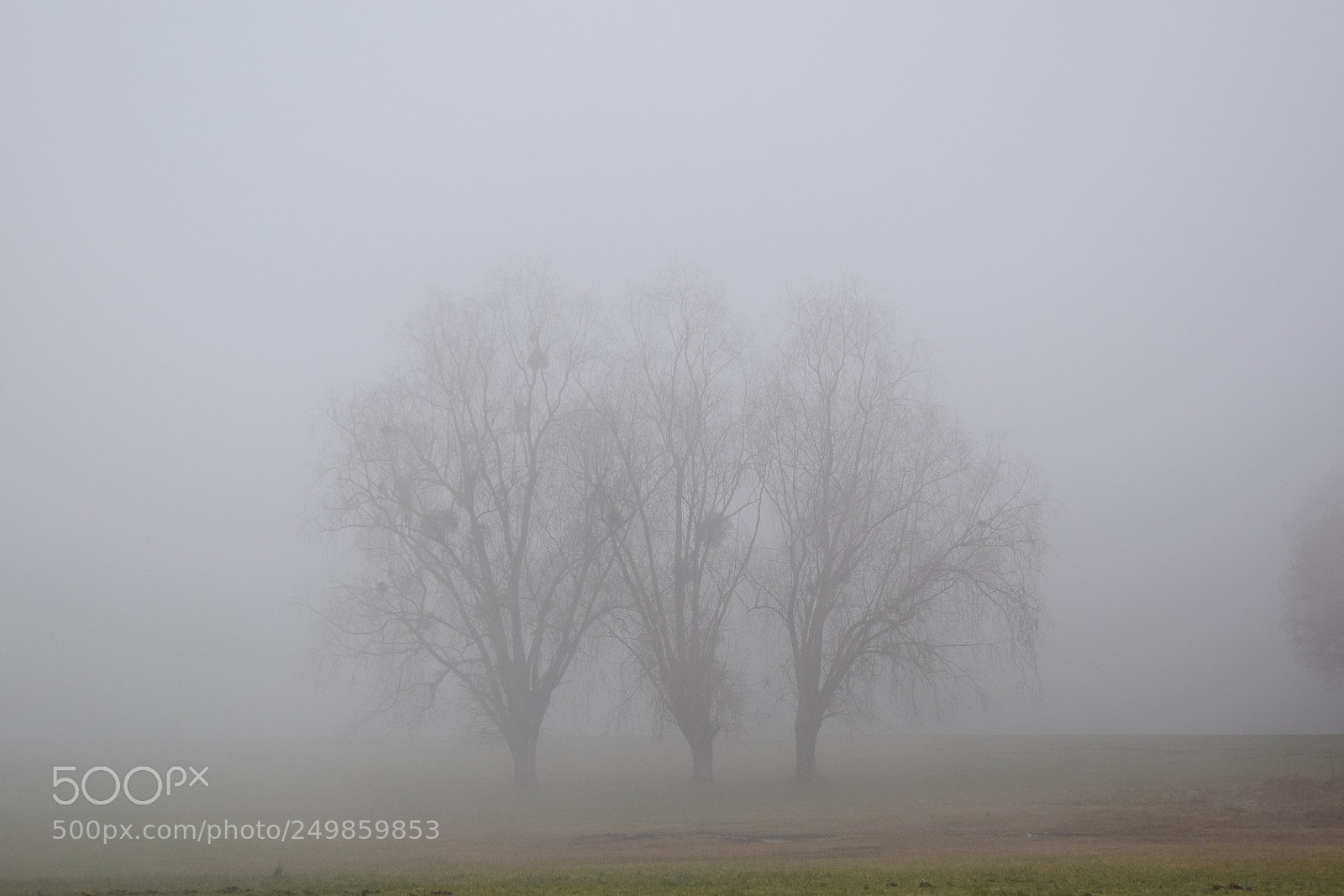 Nikon D3300 sample photo. Arbre fantôme photography