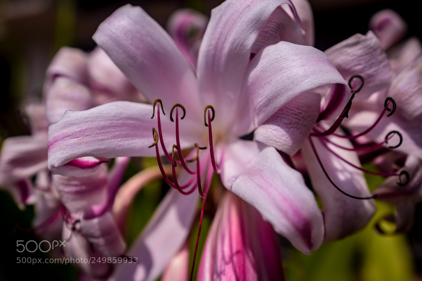 Nikon D3300 sample photo. Crinum bloom photography