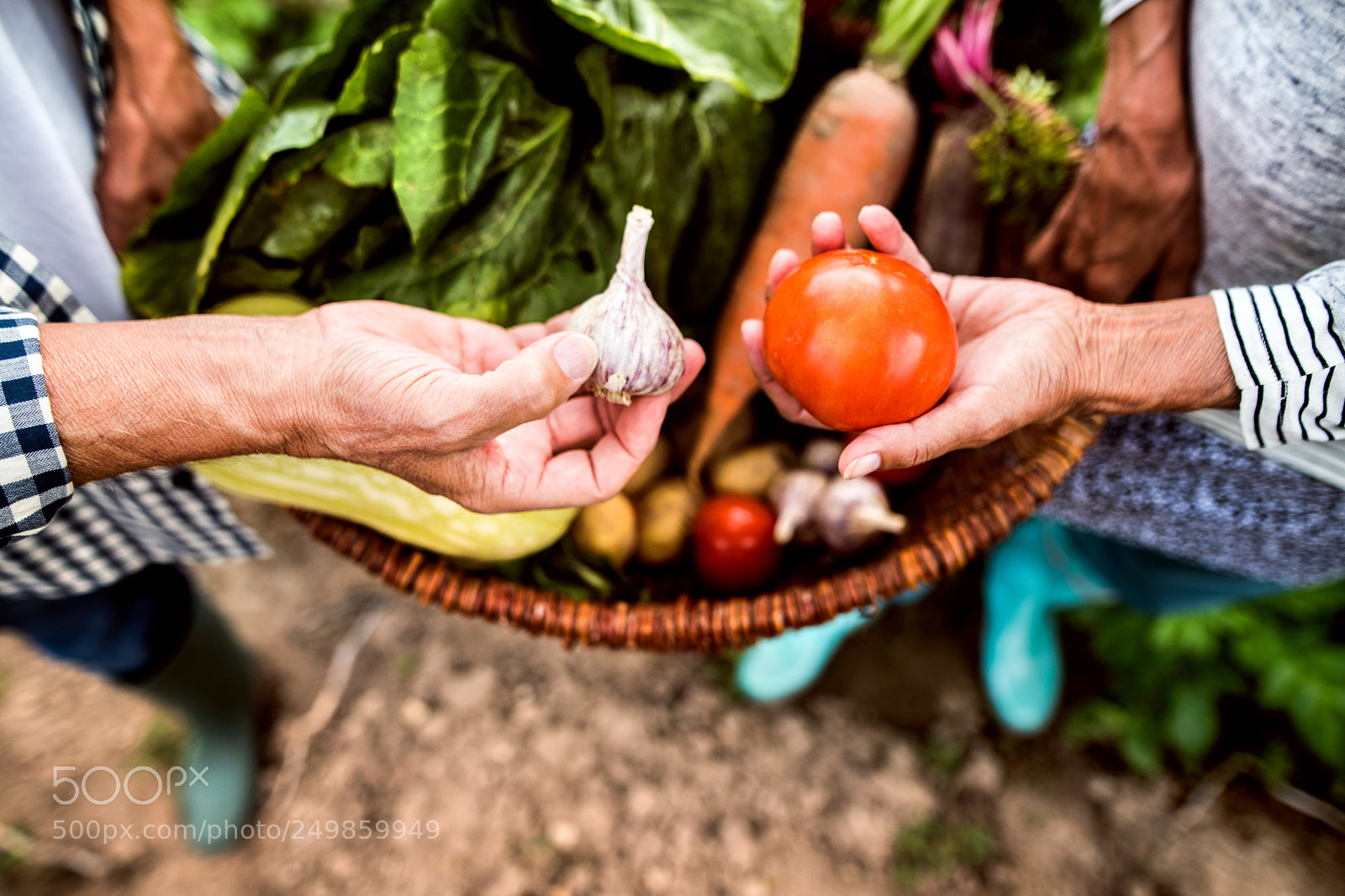 Nikon D5 sample photo. Senior couple gardening in photography