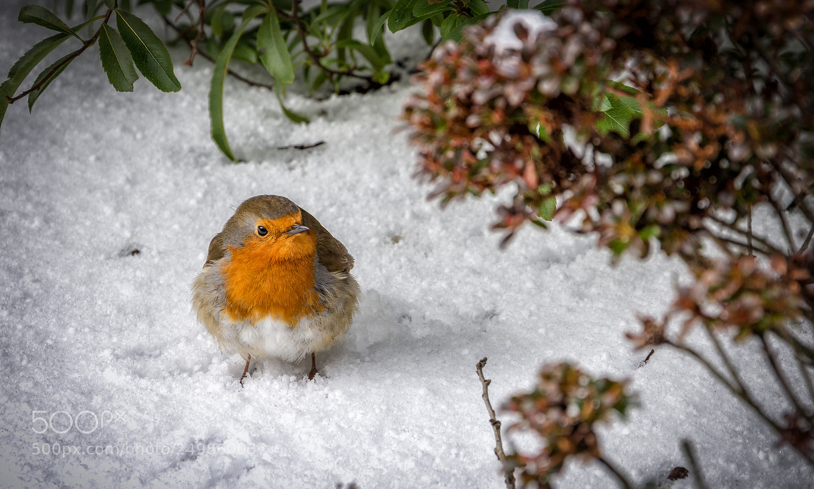Nikon D7200 sample photo. Robin edinburgh botanic garden photography