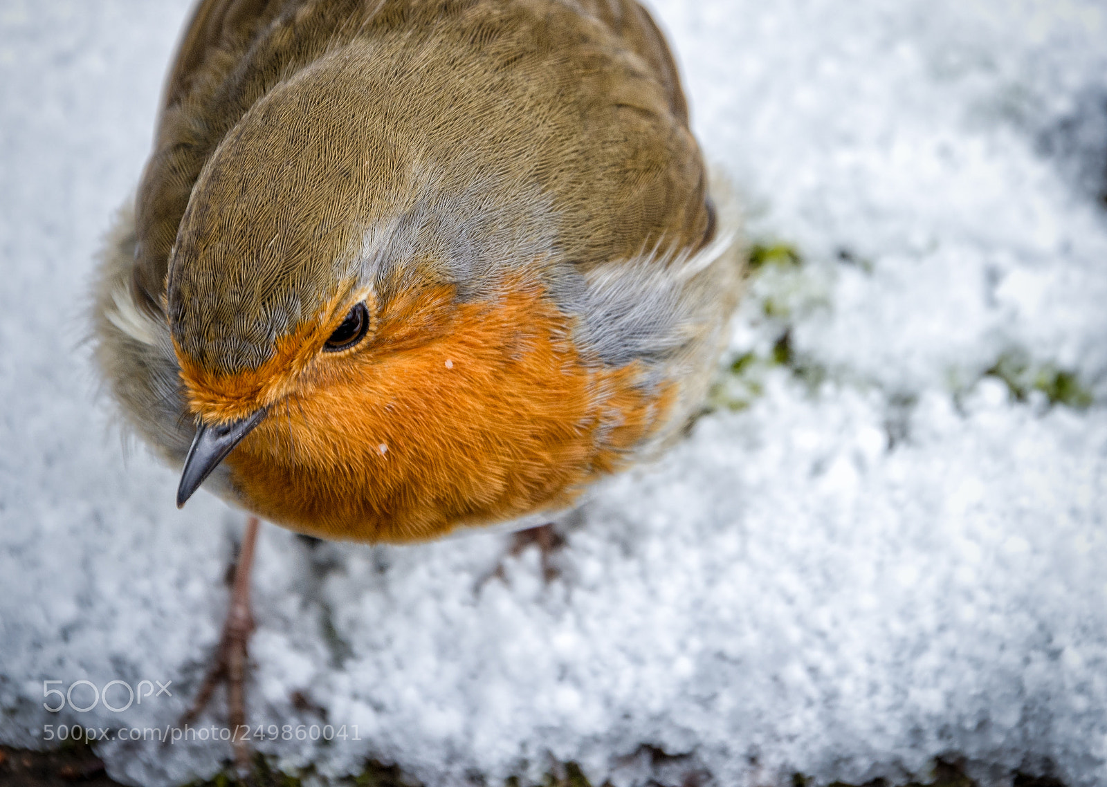 Nikon D7200 sample photo. Robin edinburgh botanic garden photography