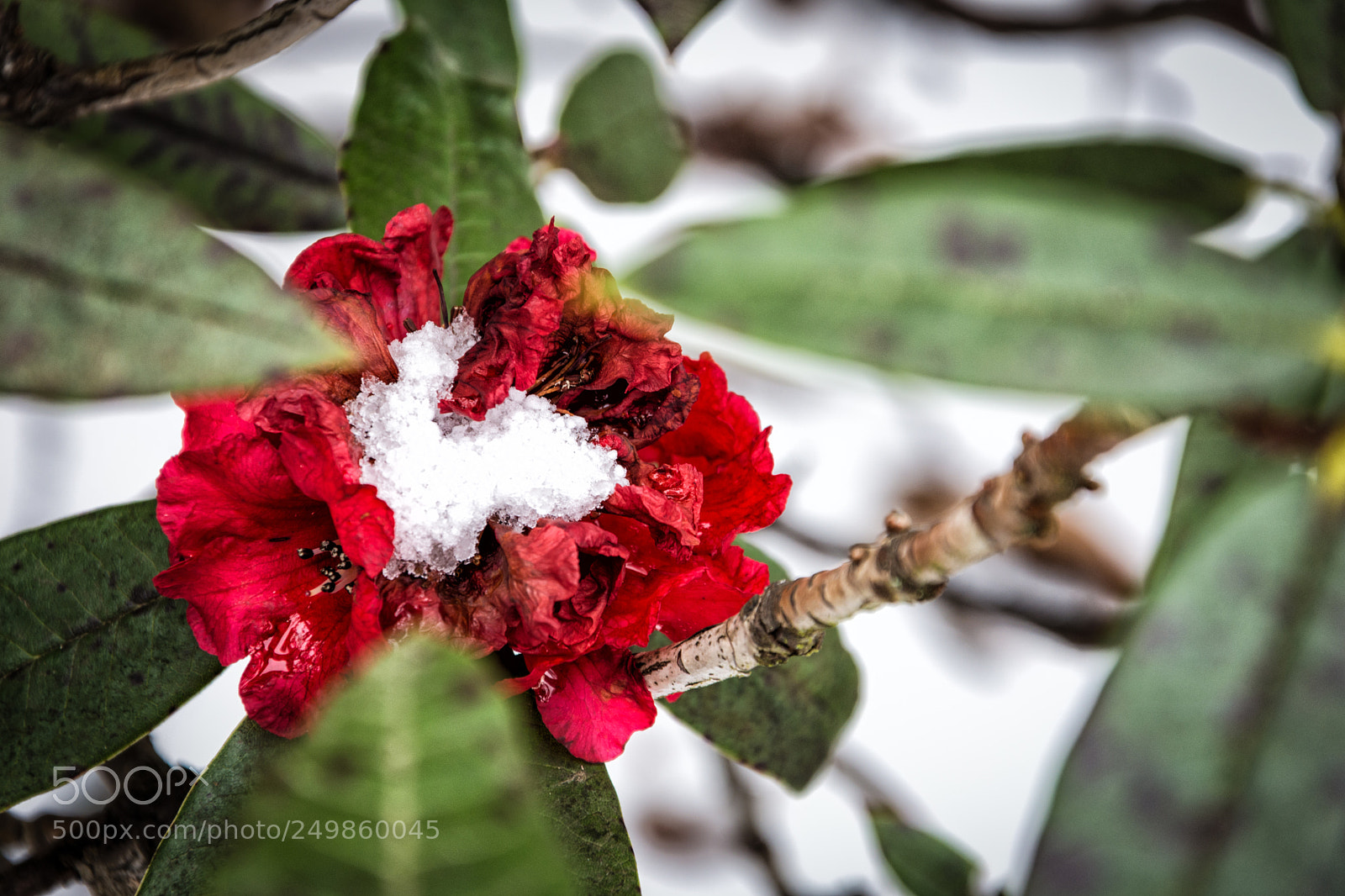 Nikon D7200 sample photo. Edinburgh botanic garden photography