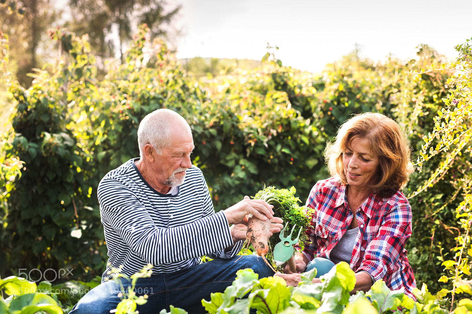 Nikon D5 sample photo. Senior couple gardening in photography