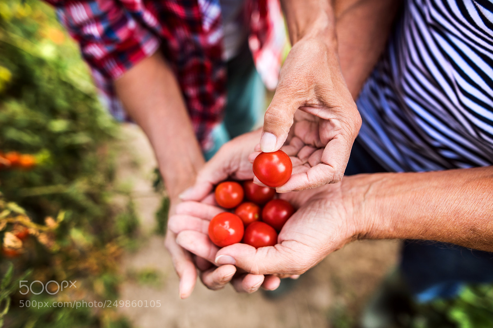 Nikon D5 sample photo. Senior couple gardening in photography