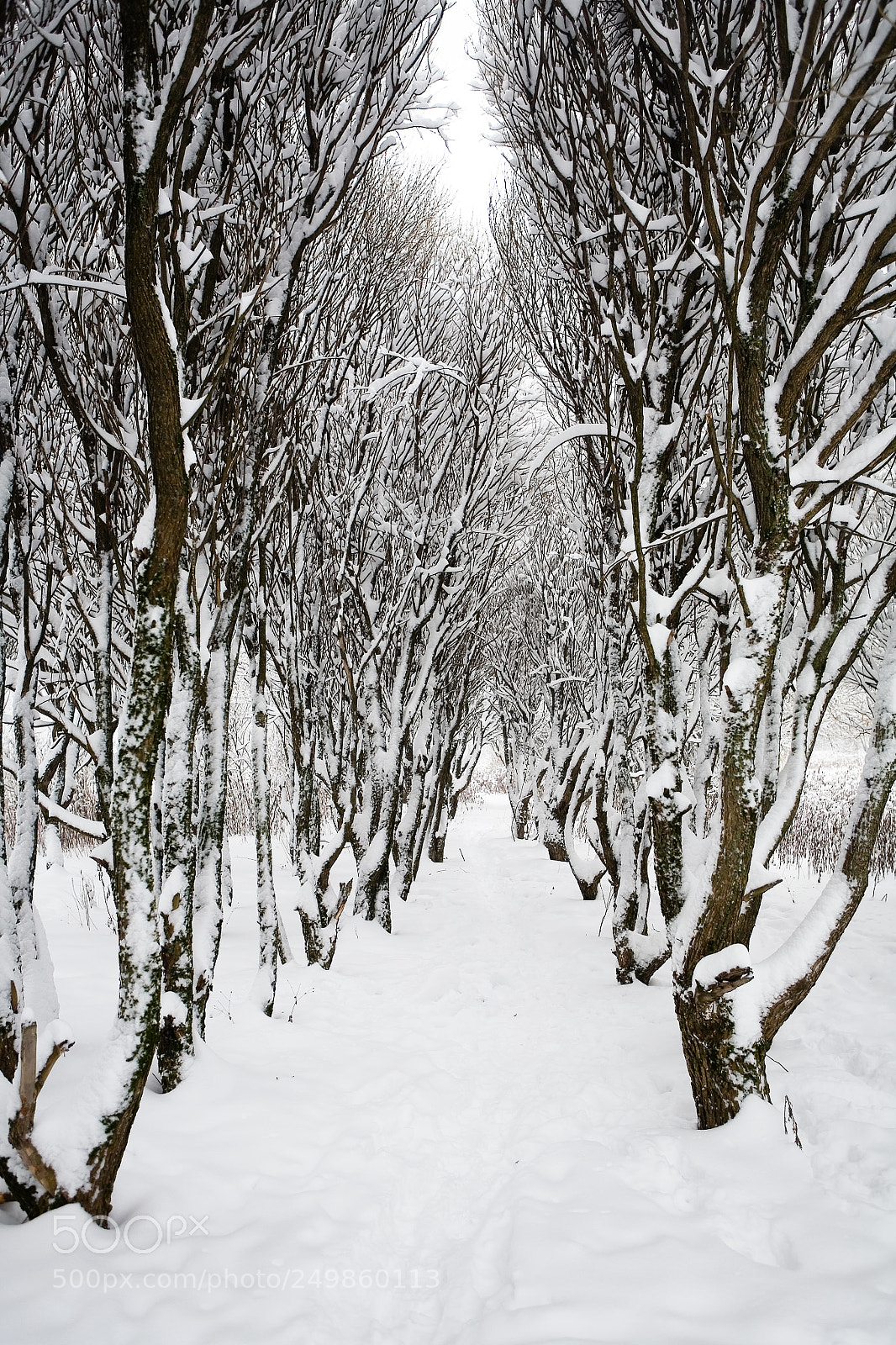 Canon EOS 5D sample photo. The rows of trees photography