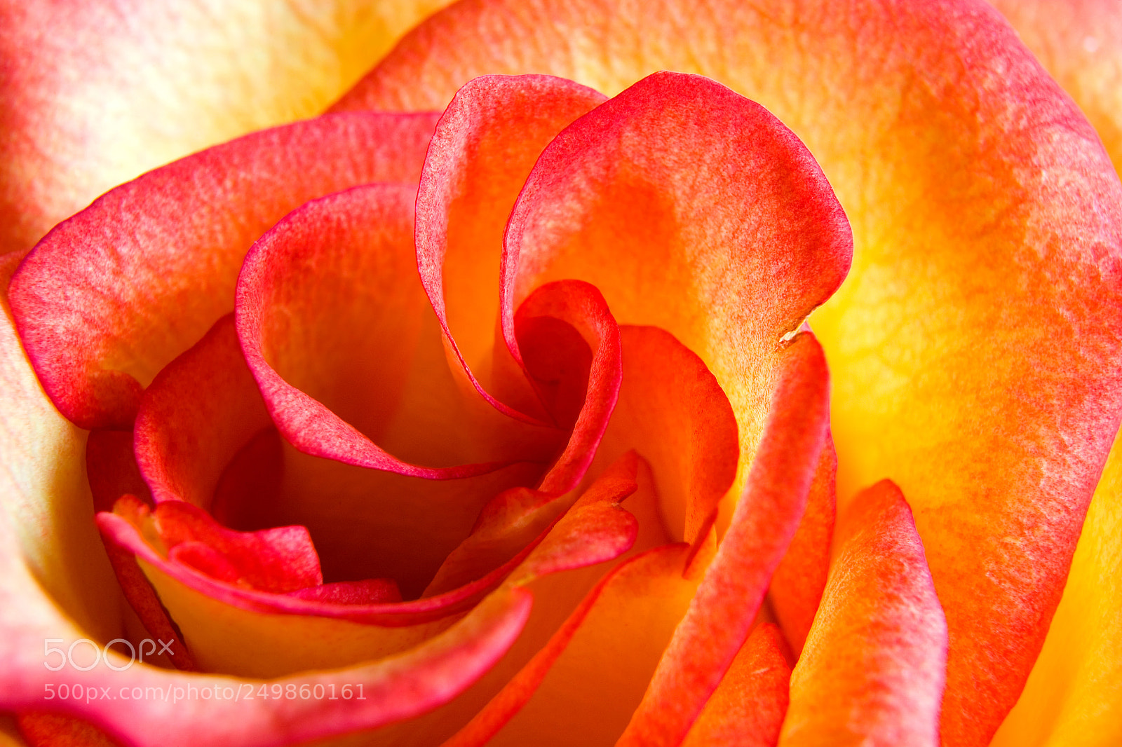 Canon EOS 5D sample photo. Flower of a beautiful photography