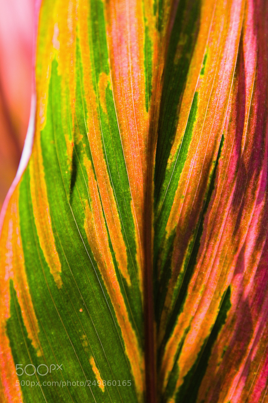 Canon EOS 5D sample photo. A leaf of a photography
