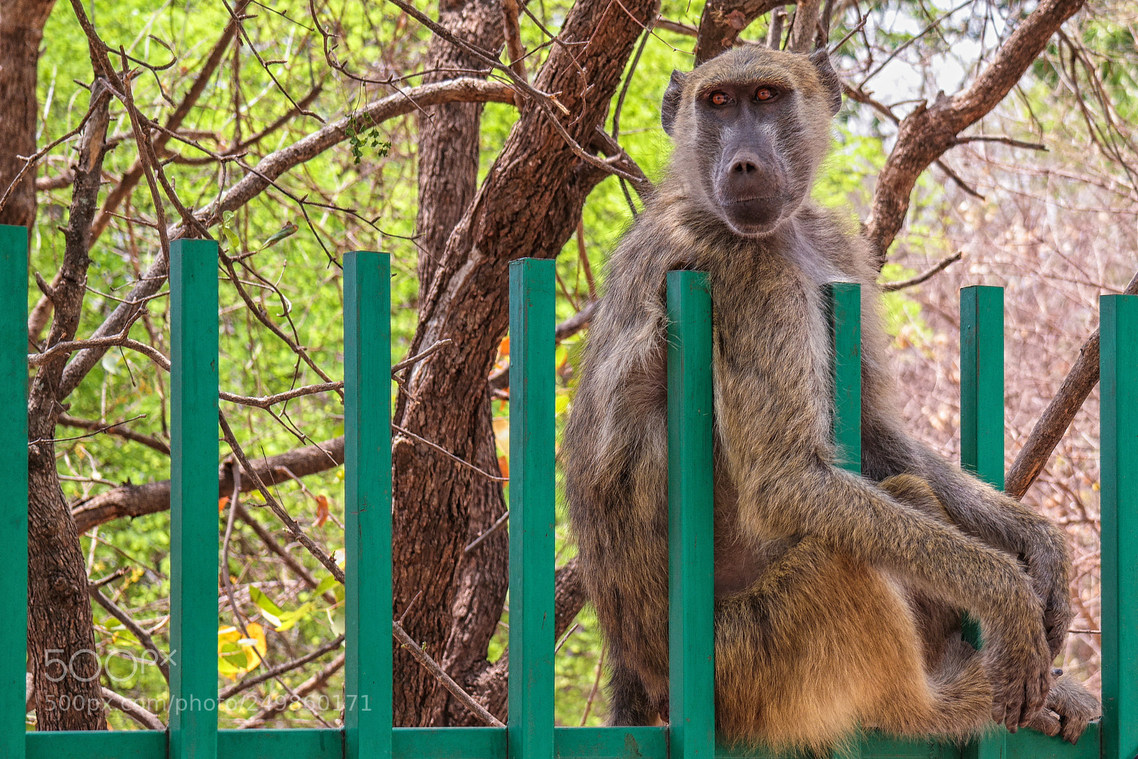 Samsung NX30 sample photo. Baboon on the zimbabwe photography