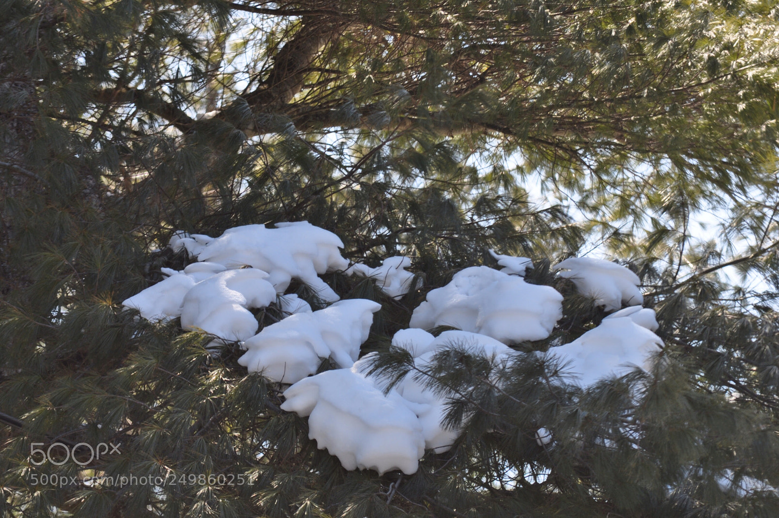Nikon D5000 sample photo. Resting snow photography