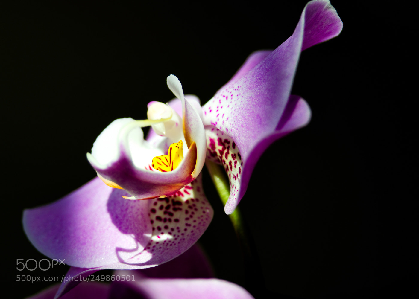Nikon D5100 sample photo. Dancing orchid photography