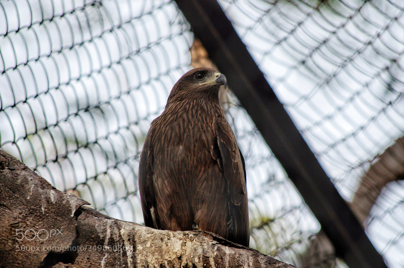 Pentax K-5 IIs sample photo. Black kite photography