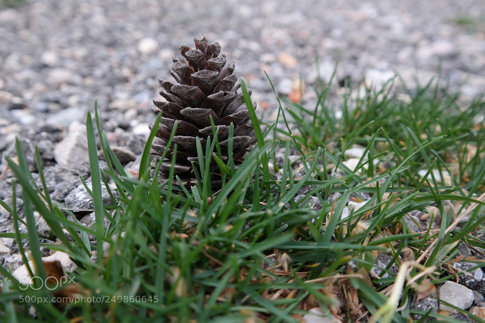 Samsung NX300 sample photo. Alone in the forest... photography
