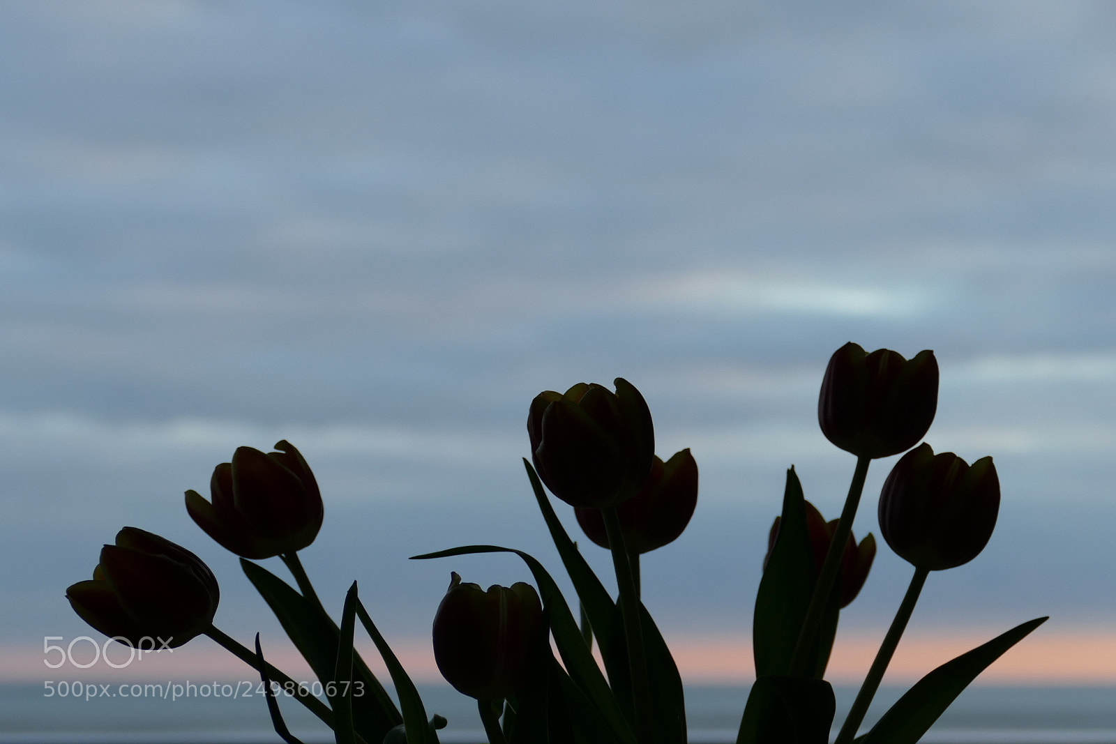 Panasonic Lumix DMC-FZ1000 sample photo. Spring greetings photography
