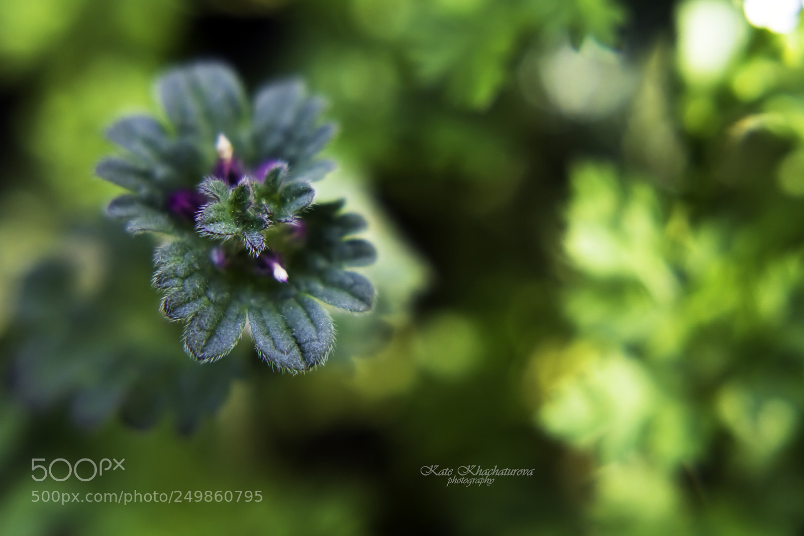 Canon EOS 60D sample photo. Img photography