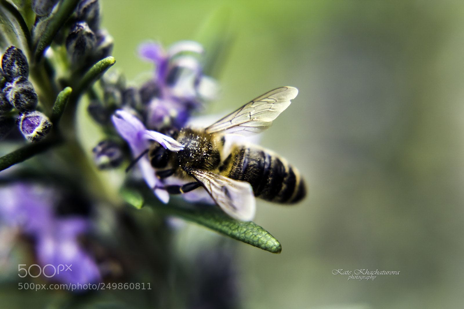 Canon EOS 60D sample photo. Img photography