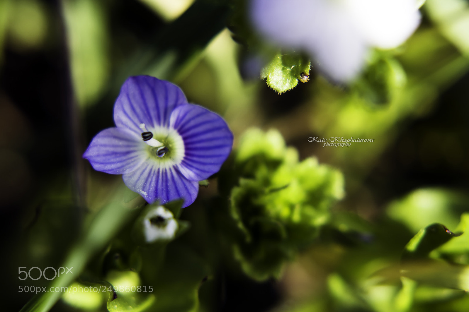 Canon EOS 60D sample photo. Img photography