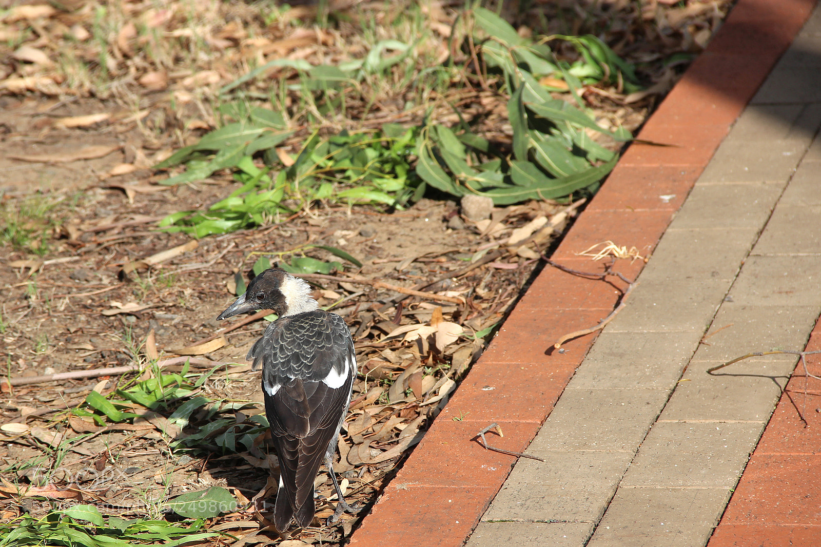 Canon EOS 600D (Rebel EOS T3i / EOS Kiss X5) sample photo. The hungry and dejected photography