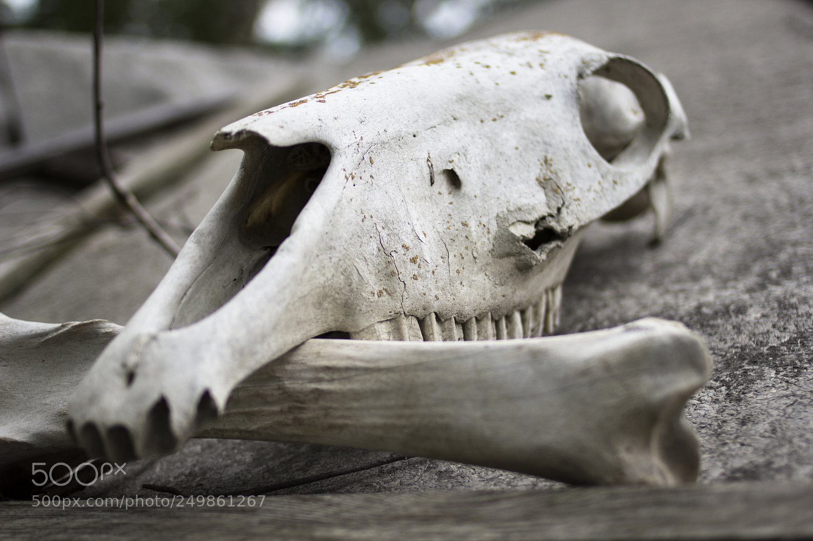 Canon EOS 60D sample photo. Bons photography
