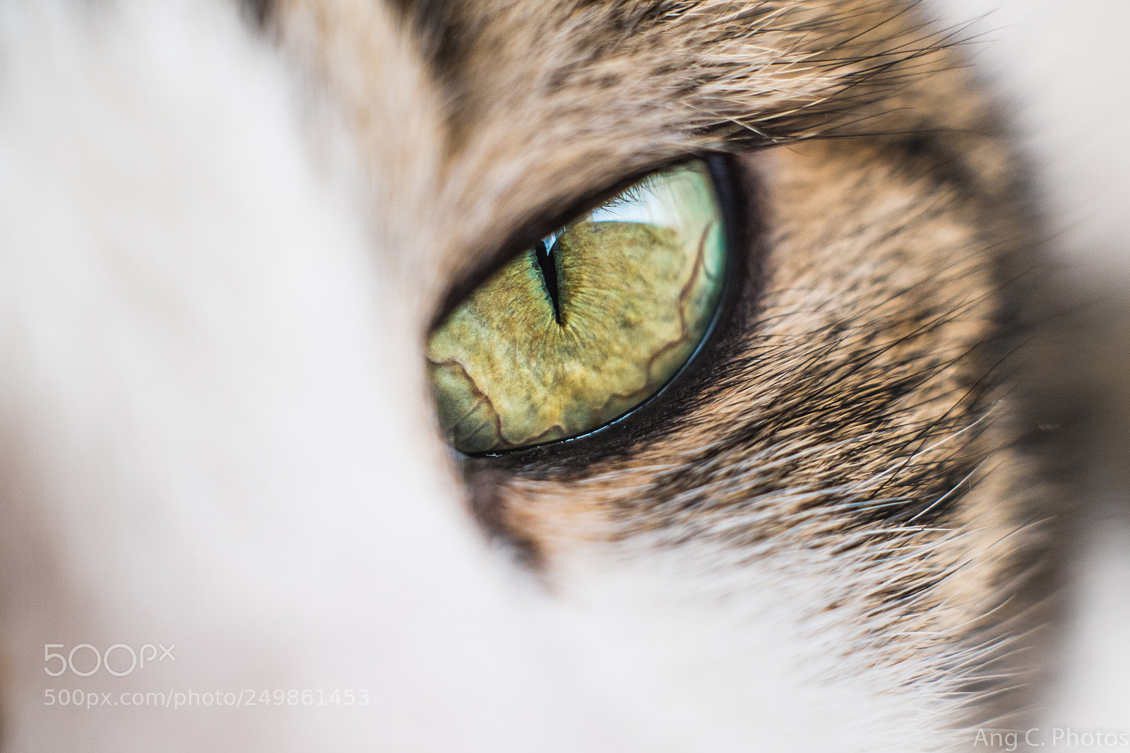 Fujifilm X-M1 sample photo. Cat's eyes photography