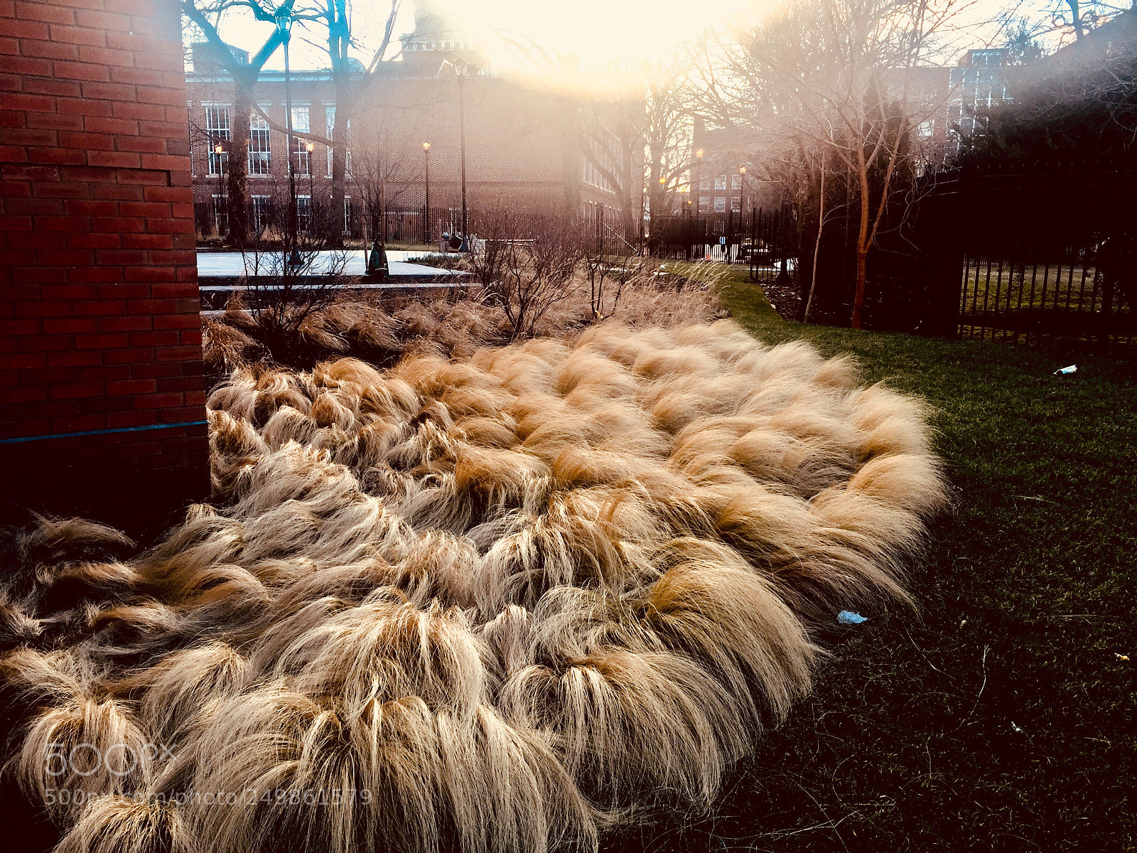 Apple iPhone 6 Plus sample photo. “troll patch” photography
