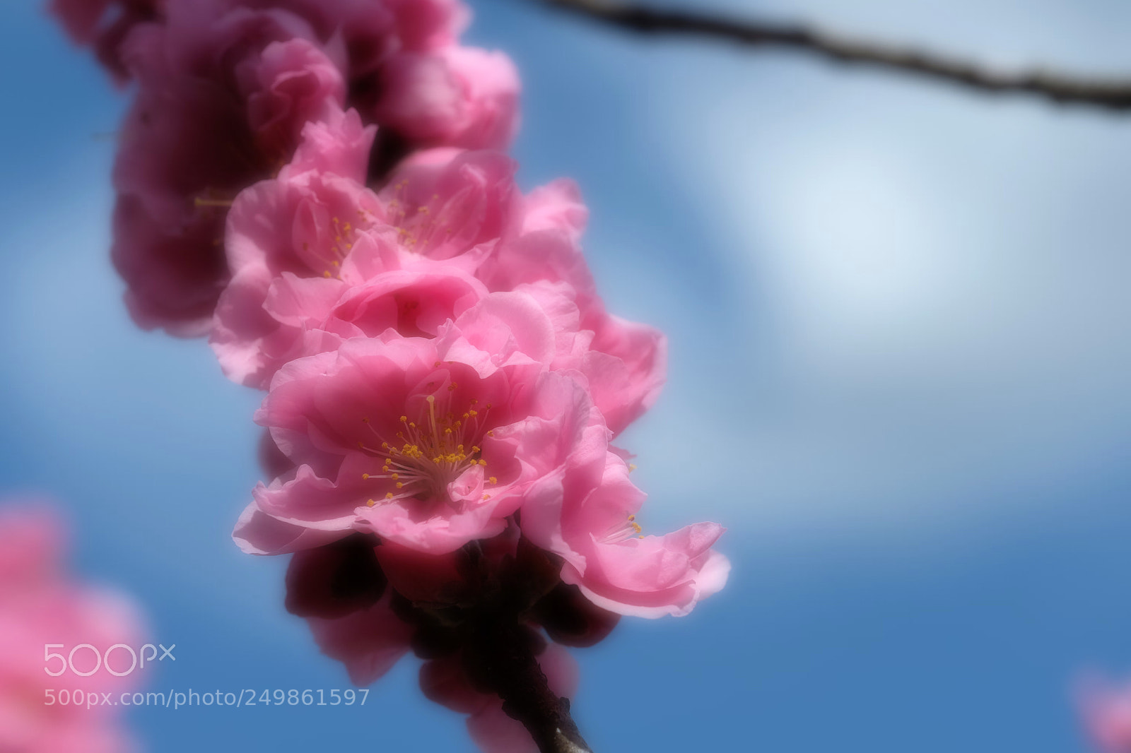 Fujifilm X-T2 sample photo. Peach blooms between plum photography