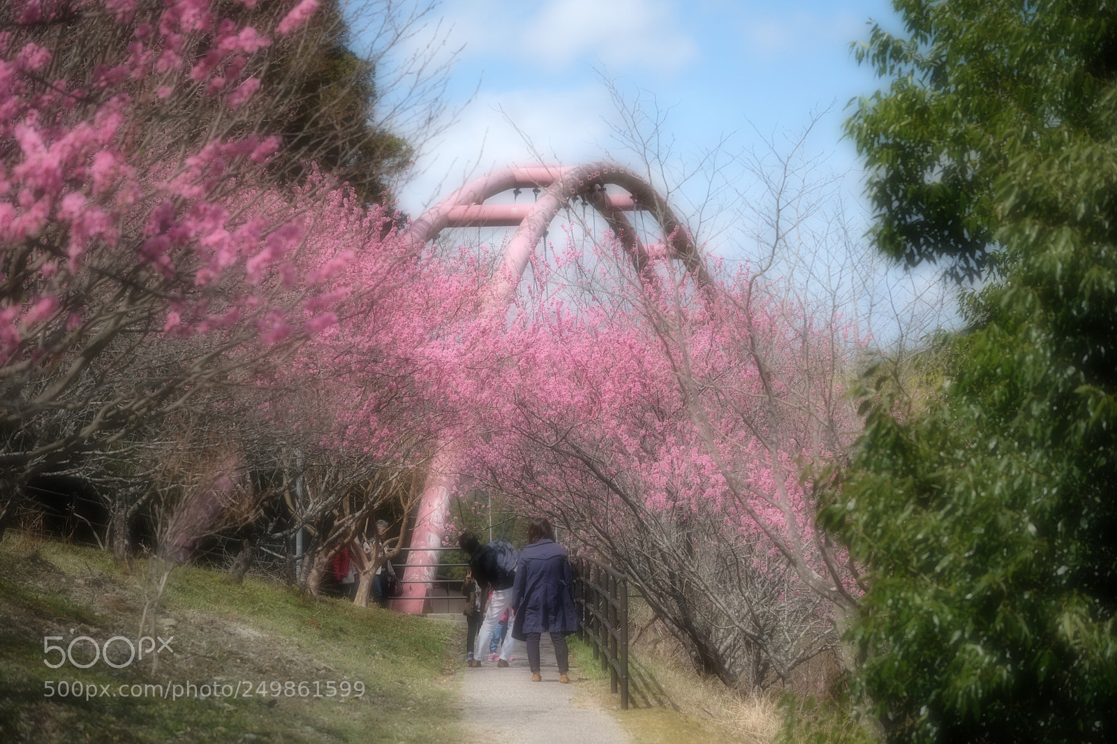 Fujifilm X-T2 sample photo. Peach blooms between plum photography