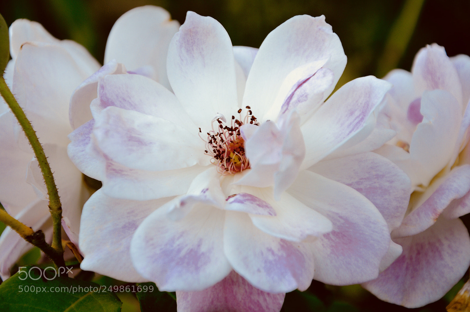 Nikon D90 sample photo. Flowers  photography