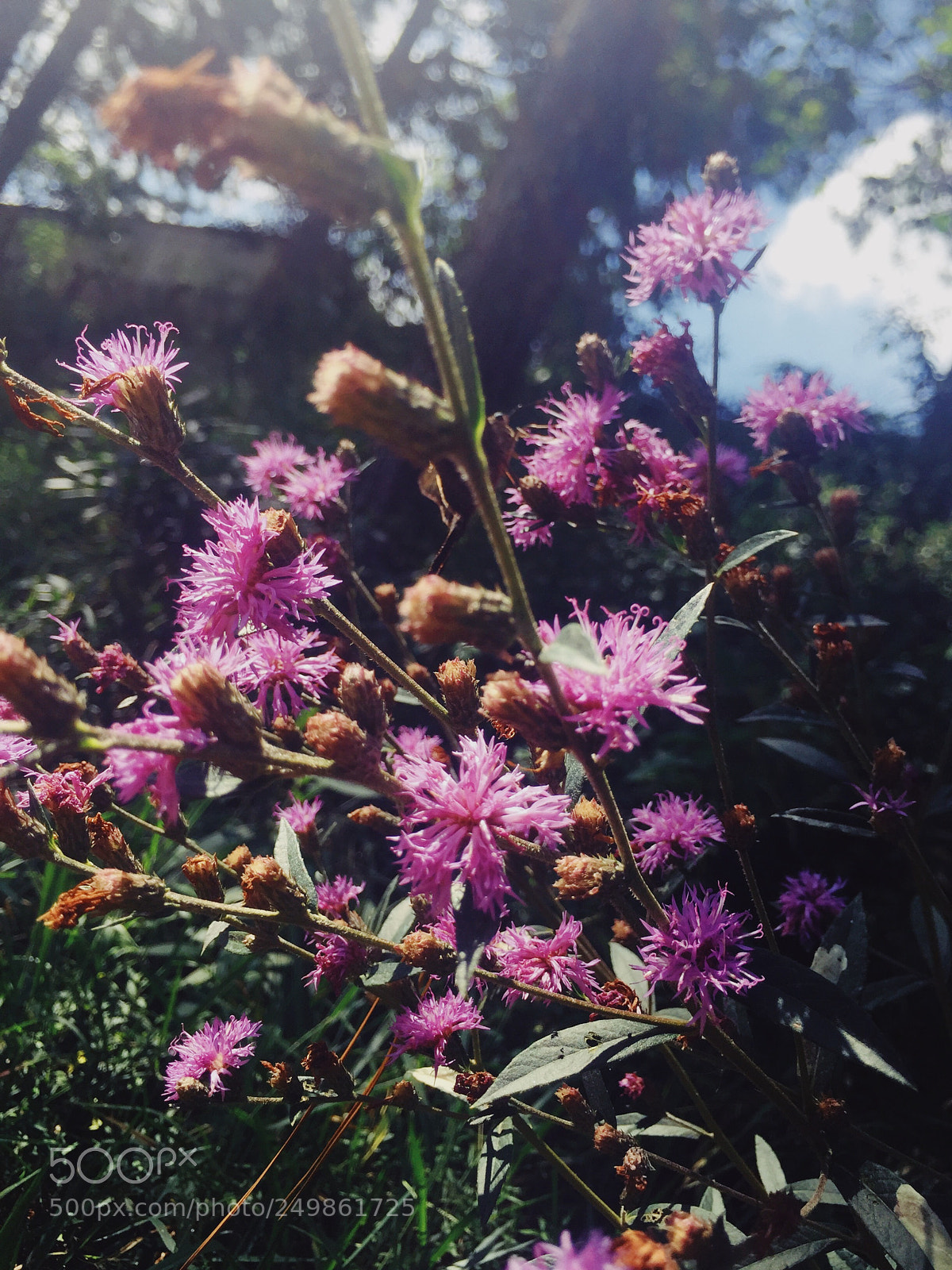 Apple iPhone 6 sample photo. Untitled photography
