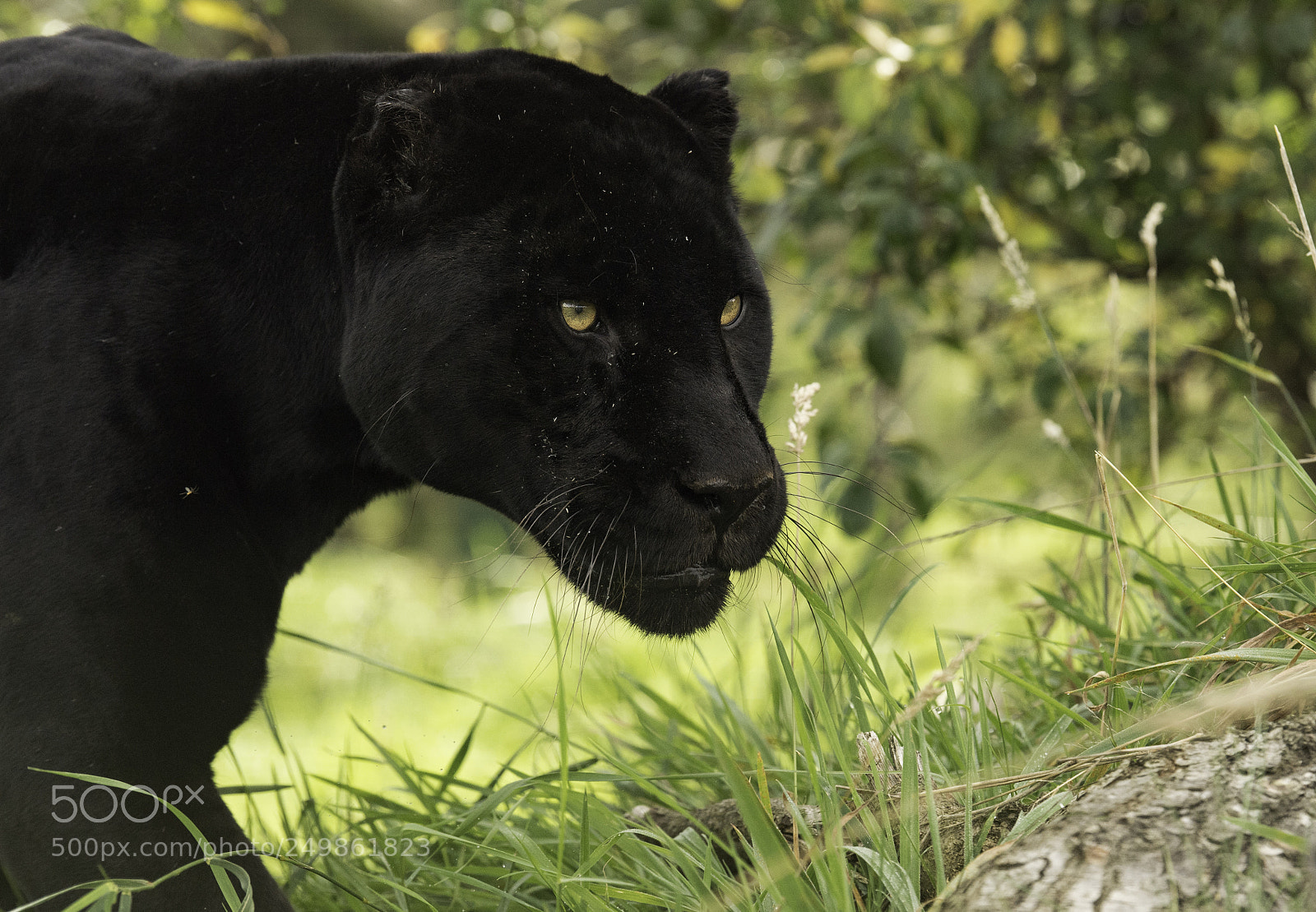 Nikon D5 sample photo. Black jaguar series ii photography