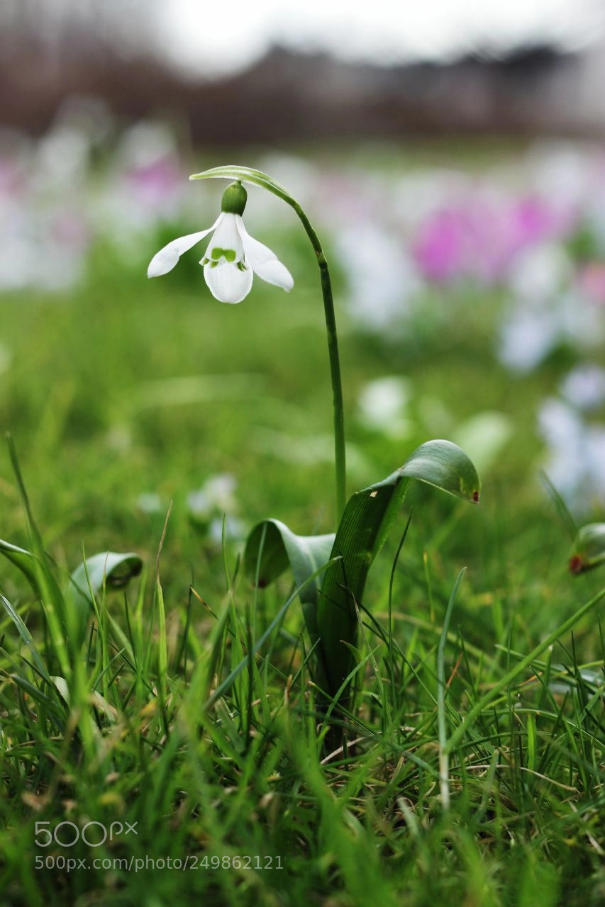 Canon EOS 600D (Rebel EOS T3i / EOS Kiss X5) sample photo. Snowdrop photography